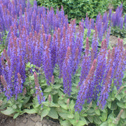 Salvia, Blue Hill #2